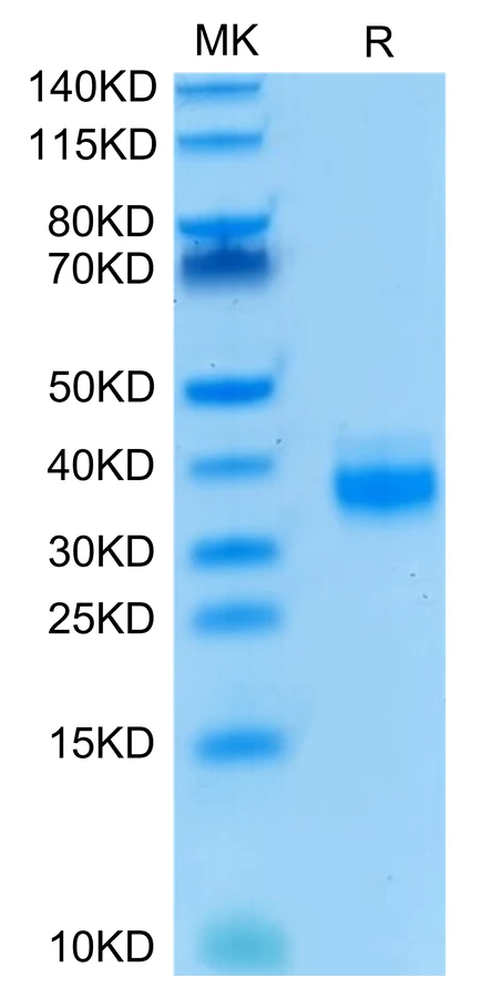 TROP1-HB001 Bis-Tris-PAGE-white result