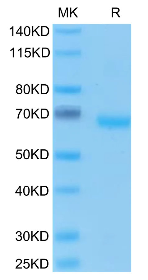 TROP1-HF001 Bis-Tris-PAGE-white result