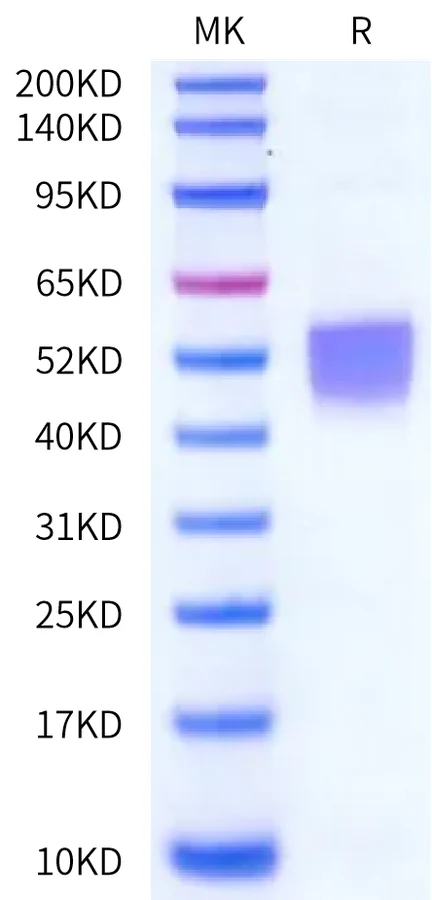 TROP2-HB001 Bis-Tris-PAGE-white result