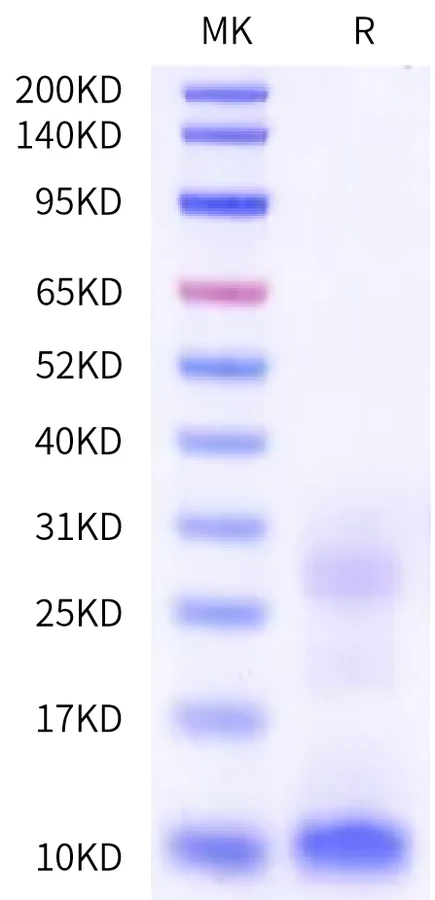 TSLP-CB002 Bis-Tris-PAGE-white result