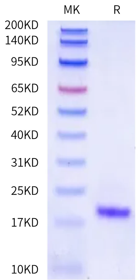 TSLP-DB001 Bis-Tris-PAGE-white result