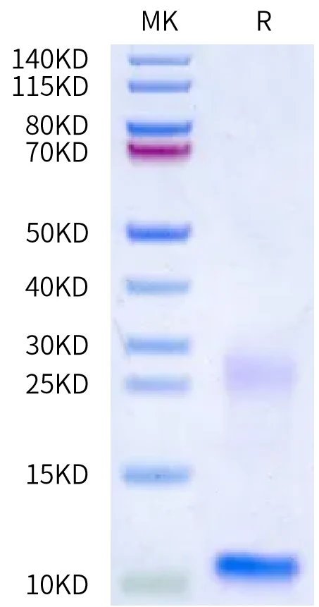 TSLP-HB001 Bis-Tris-PAGE-white result