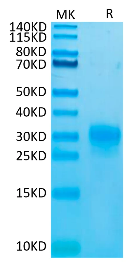 TSLP-HB002 Bis-Tris-PAGE-white result