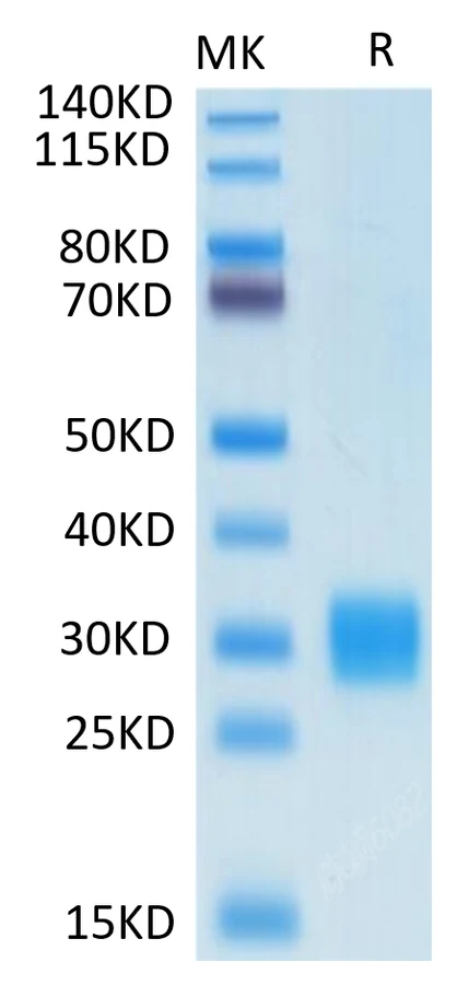 ULBP1-HB001 Bis-Tris-PAGE-white result