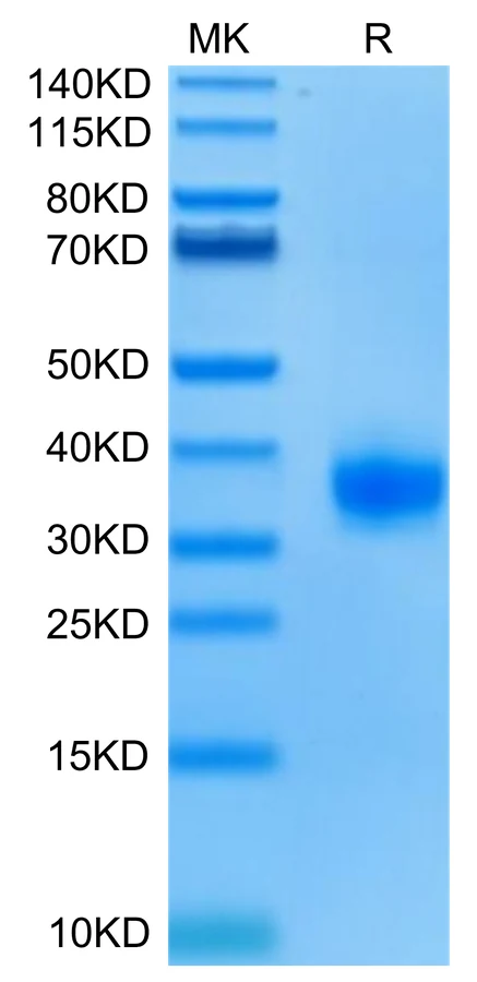 ULBP2-HB001 Bis-Tris-PAGE-white result