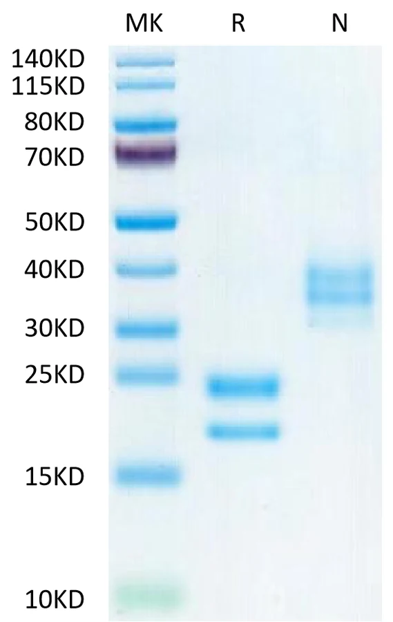 VEGF121-HB002 Bis-Tris-PAGE-white result