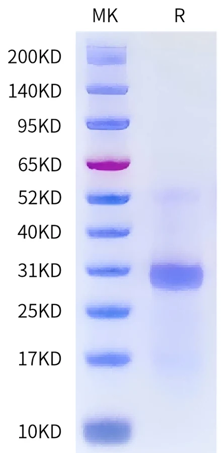 VEGF164-DB001 Bis-Tris-PAGE-white result