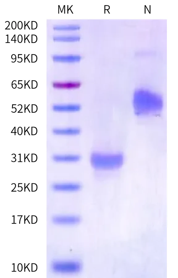 VEGF165-HB003 Bis-Tris-PAGE-white result