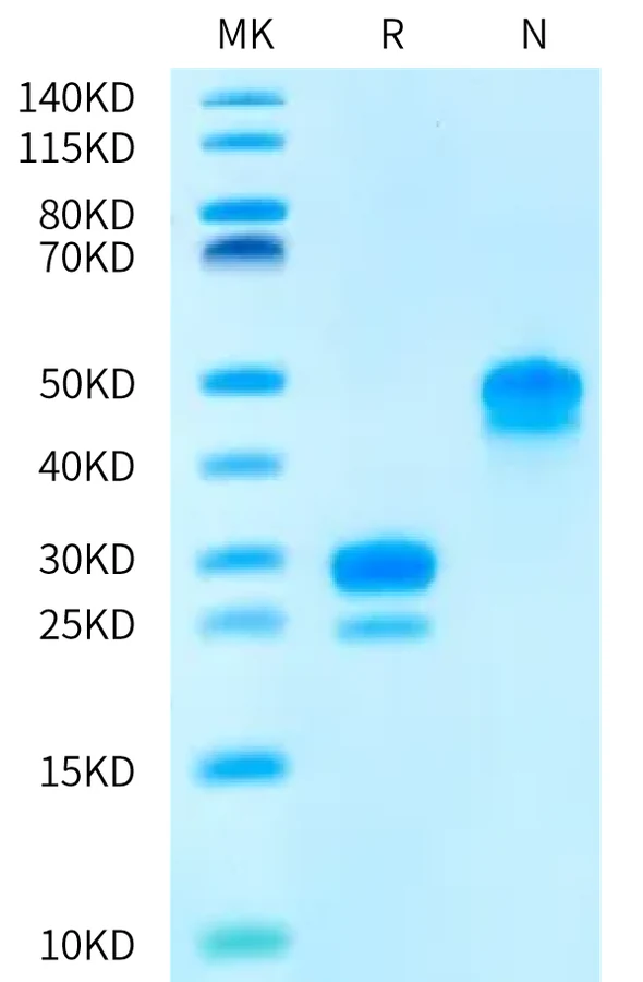 VEGF165-HP001 Bis-Tris-PAGE-white result