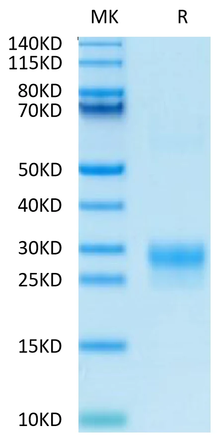VEGFC-HB001 Bis-Tris-PAGE-white result