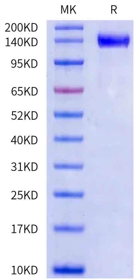 VEGFR2-HB002 Bis-Tris-PAGE-white result