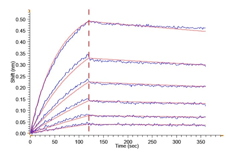 VEGFR2-HF001 BLI result