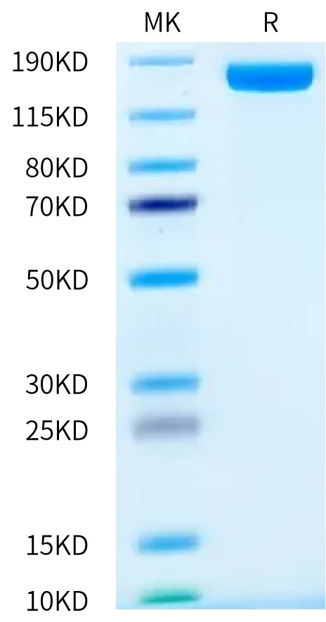 VEGFR2-HF001 Bis-Tris-PAGE-white result