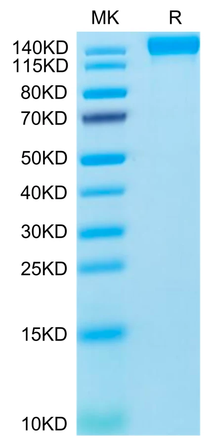 VEGFR2-HF002 Bis-Tris-PAGE-white result