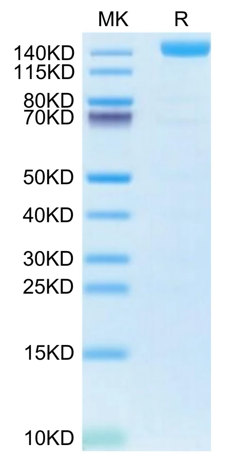 VEGFR2-HF003 Bis-Tris-PAGE-white result