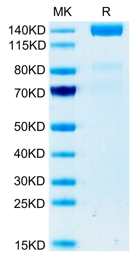 VEGFR3-HF001 Bis-Tris-PAGE-white result
