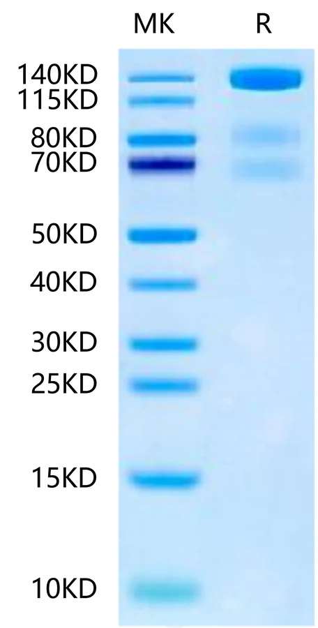 VEGFR3-MF001 Bis-Tris-PAGE-white result