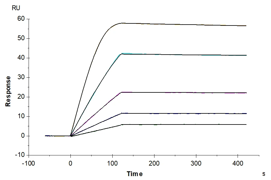 VEGFR3-MF001 SPR result