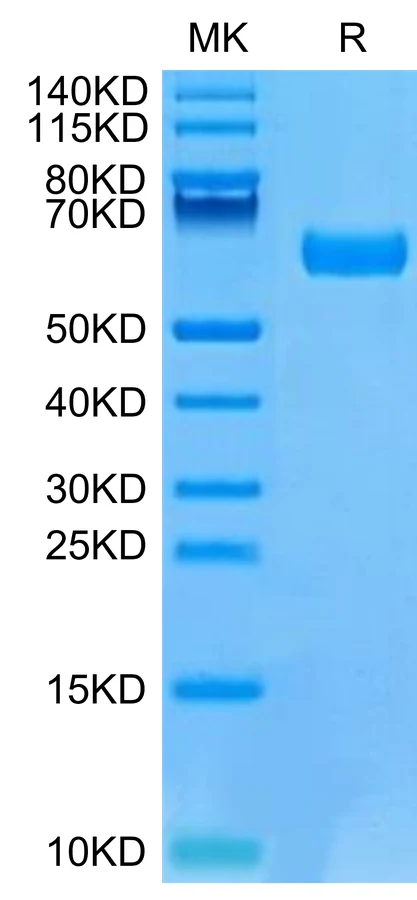 VISTA-MF001 Bis-Tris-PAGE-white result