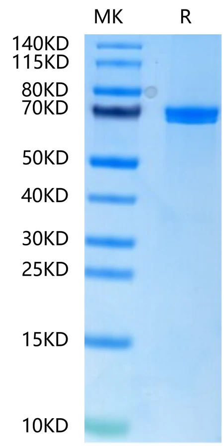 WNTSURROGATE-HF001 Bis-Tris PAGE result