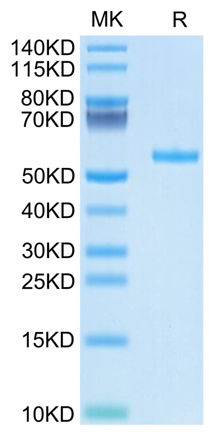 WT1-HB002 Bis-Tris-PAGE result