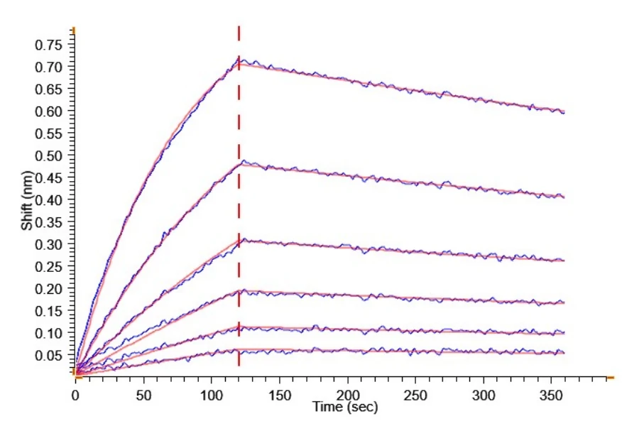 WT1-HP001 BLI result