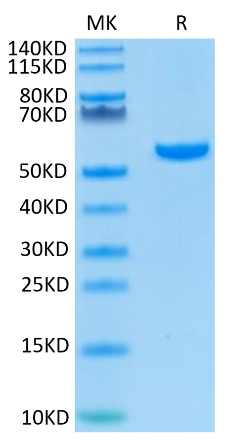 WT1-HP002 Bis-Tris-PAGE result