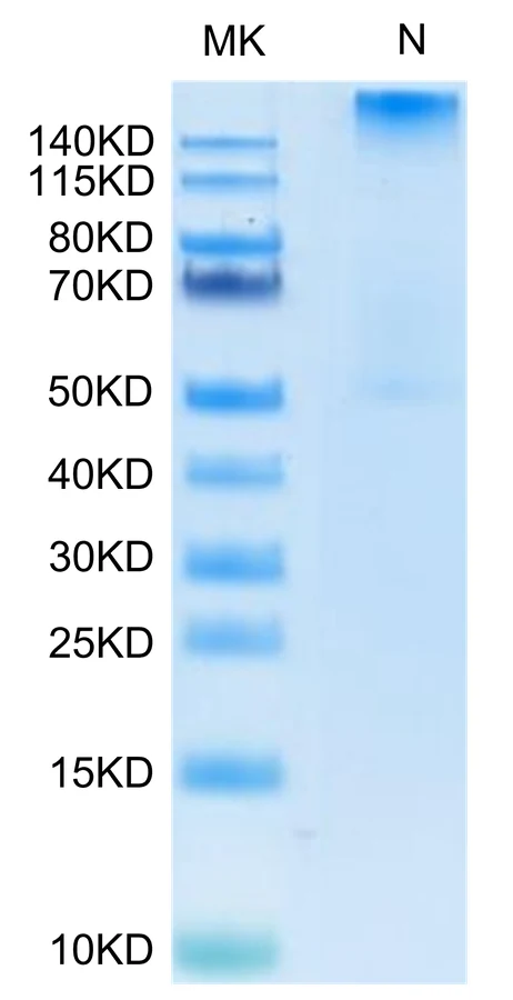WT1-HP003 Bis-Tris-PAGE-white result