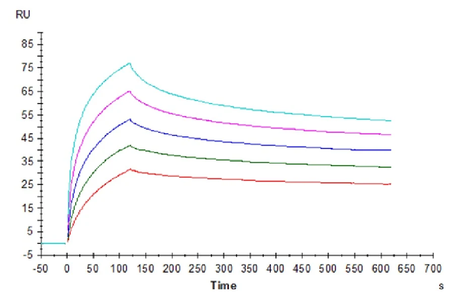 WT1-HP003 SPR result