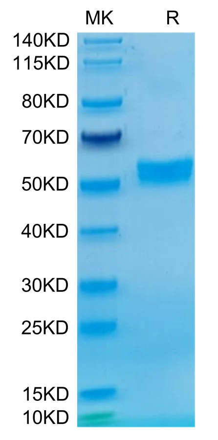 WT1-HP005 Bis-Tris-PAGE-white result