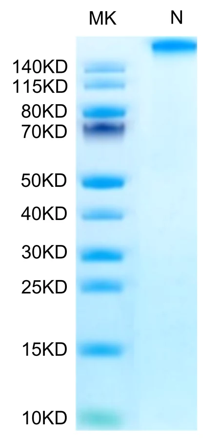 WT1-HP006 Bis-Tris-PAGE-white result