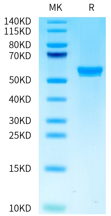 WT1-HP007 Bis-Tris-PAGE-white result